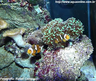 Nano Reef de 125 litros de Rafael Compassi