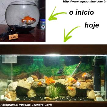 O primeiro aquário e o aquário atual de Vinicius Leandro Goria