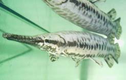 Gar (Lepisosteus platyrhincus) Gar (Lepisosteus platyrhincus)