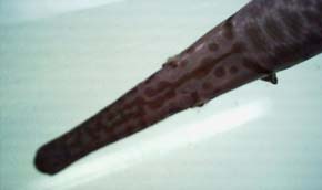 Gar (Lepisosteus platyrhincus)