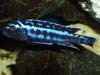 Melanochromis cyaneorhabdos