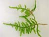 Vesicularia sp. Creeping Moss