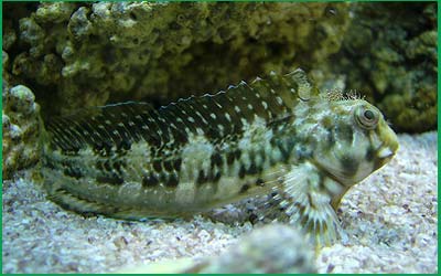 Gobies e Blennies