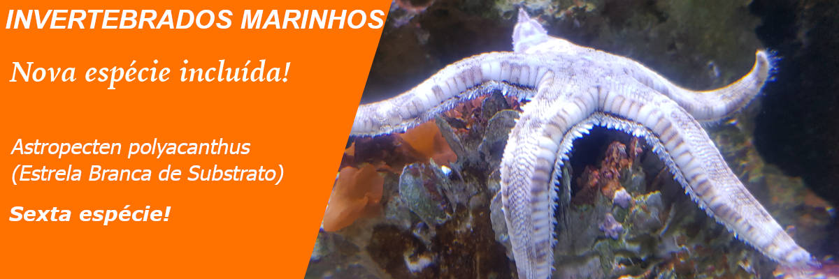 Novidade no Banco de Espécies de Invertebrados Marinhos