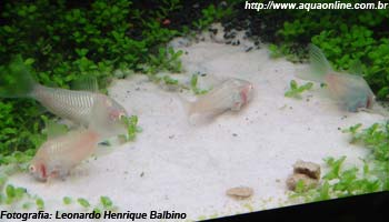 Nano-Plantado de 49L de Leonardo Henrique Balbino Nano-Plantado de 49L de Leonardo Henrique Balbino