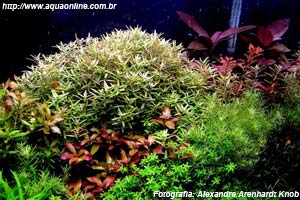 Nano-Plantado de 47 litros de Alexandre Arenhardt Knob