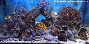 Reef de 140 litros de Marcos Vinícios Conte