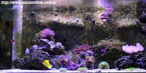 Reef de 546 litros de Junior Gorski