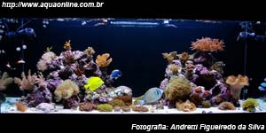 Reef de 540 litros de Andretti Figueiredo da Silva