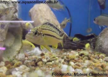 Melanochromis auratus