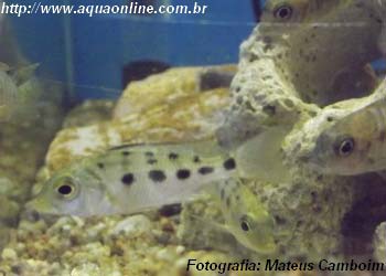 Fossorochromis rostratus