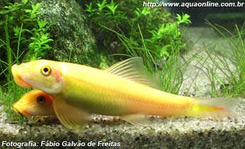 Comedor de Algas Chinês "Gold", espécie pode atacar peixes maiores e lentos