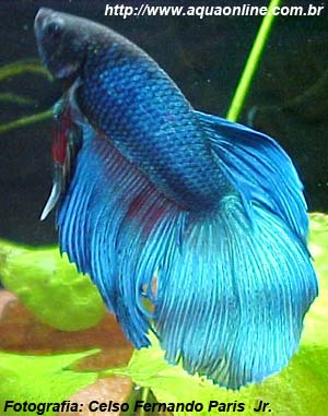 Beta (Betta splendens)