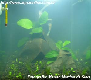 Água esbranquiçada (aquário recém-montado)