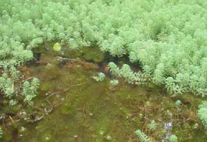 Myriophyllum