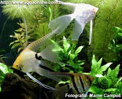 Variedades de Pterophyllum scalare