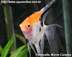 Pterophyllum scalare variedade Koi