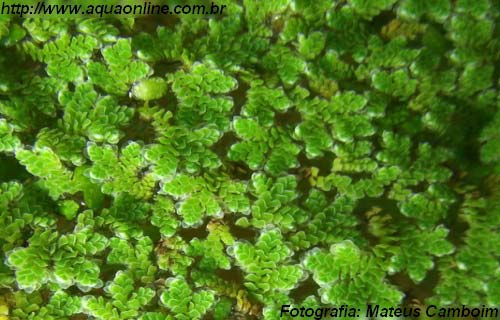 Azolla caroliniana