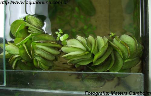 Salvinia natans