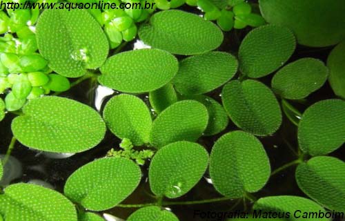 Salvinia natans