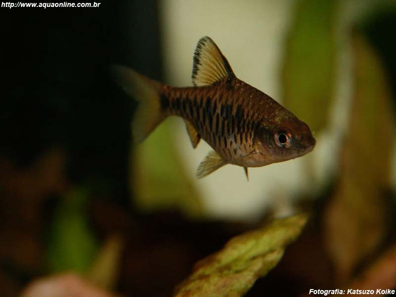 Barbo Xadrez (Puntius oligolepis)