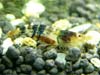 Caridina cantonensis sp. Bee