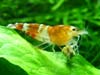 Caridina cantonensis sp. Red