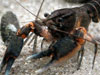 Cherax misolicus