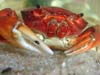 Dilocarcinus pagei