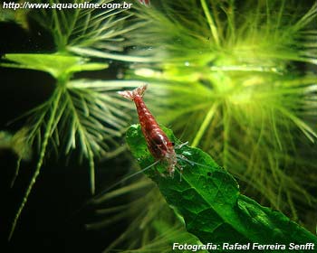 Neocaridina davidi Red Cherry