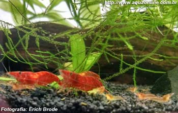 Neocaridina davidi Red Cherry