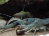 Procambarus allenii