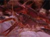 Procambarus clarkii