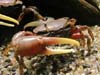 Uca pugilator