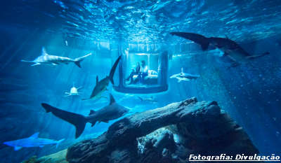 Quarto submerso em tanque de tubarões do Aquário de Paris