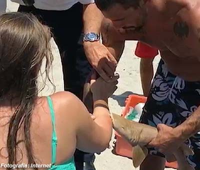 Banhista tentou remover o tubarão do braço da mulher sem sucesso