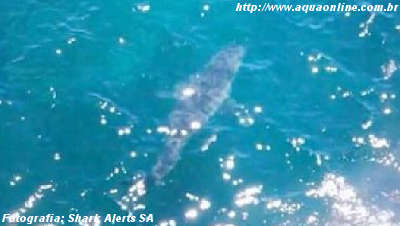 Tubarão Branco de quase 7 metros em praia australiana!