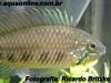 Apistogramma gibbiceps