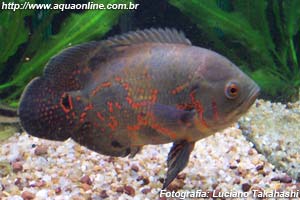 Oscar adulto (Astronotus ocellatus)