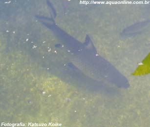 Balashark sendo criado em lago