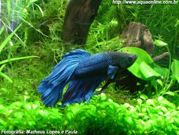 Betta splendens