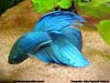 Betta splendens