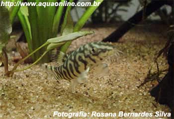 Cobrinha Culi (Pangio kuhlii) - Pró-Aquarista