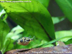 Carinotetraodon travancoricus dividindo o aquário com camarões Neocaridina