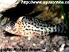 Corydoras ambiacus