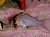 Corydoras atropersonatus