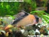 Corydoras davidsandsi