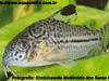 Corydoras julii