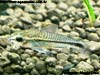 Corydoras pygmaeus