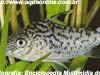 Corydoras reticulatus